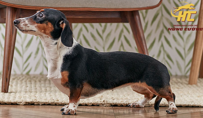 Chó Dachshund: Đặc điểm và nguồn gốc