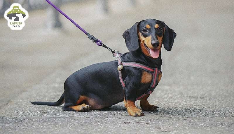 Chó Dachshund Giá Bao Nhiêu Tại Hà Nội? Tìm Hiểu Về Chăm Sóc Và Mua Bán Chó Dachshund Giá Bao Nhiêu Tại Hà Nội? Tìm Hiểu Về Chăm Sóc Và Mua Bán