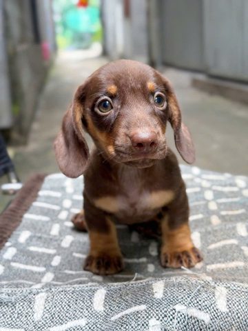 Các yếu tố ảnh hưởng đến giá chó Dachshund