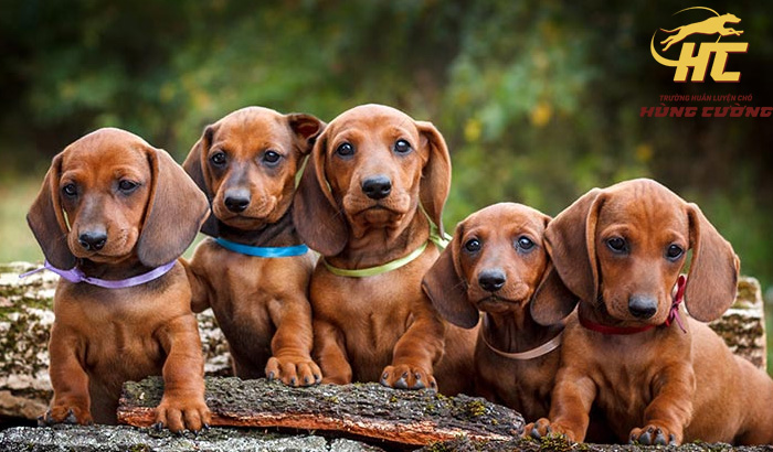 Mua chó Dachshund ở đâu uy tín?