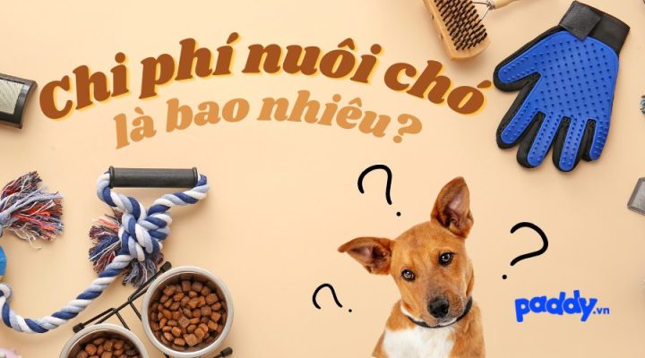 Chi phí nuôi chó Dachshund trong 1 năm