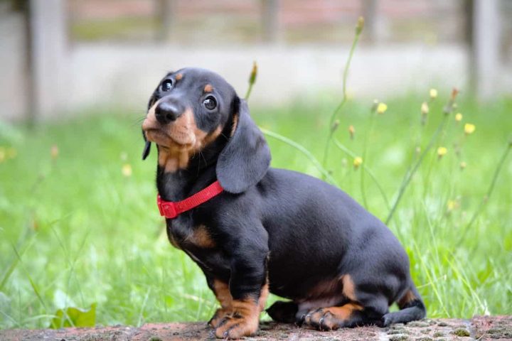 Những điều cần biết trước khi nuôi chó Dachshund