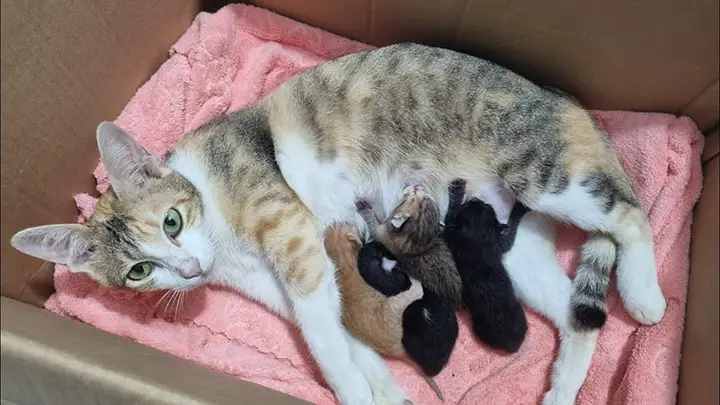 ý nghĩa chó đẻ ngày mùng 1 ý nghĩa chó đẻ ngày mùng 1