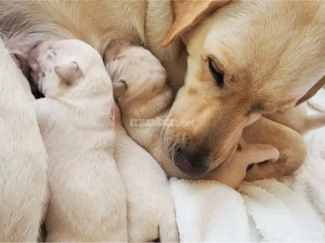 chăm sóc chó mẹ sau sinh chăm sóc chó mẹ sau sinh