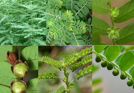 Chó Đẻ Răng Cưa: Đặc Điểm, Chăm Sóc Và Các Giống Chó Phổ Biến Chó Đẻ Răng Cưa: Đặc Điểm, Chăm Sóc Và Các Giống Chó Phổ Biến