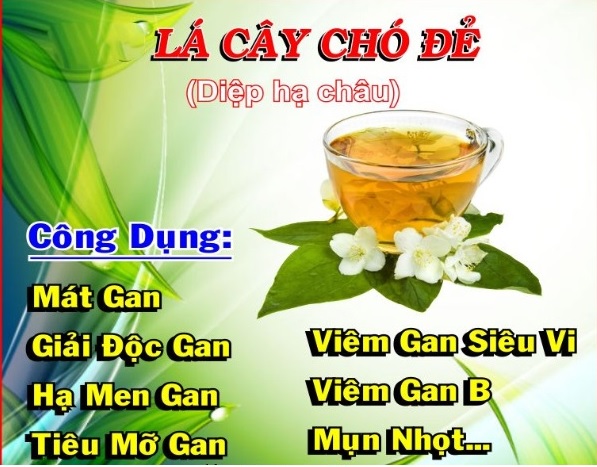 Chó Đẻ Răng Cưa: Đặc Điểm, Chăm Sóc Và Các Giống Chó Phổ Biến Những vấn đề thường gặp ở chó đẻ răng cưa và cách giải quyết