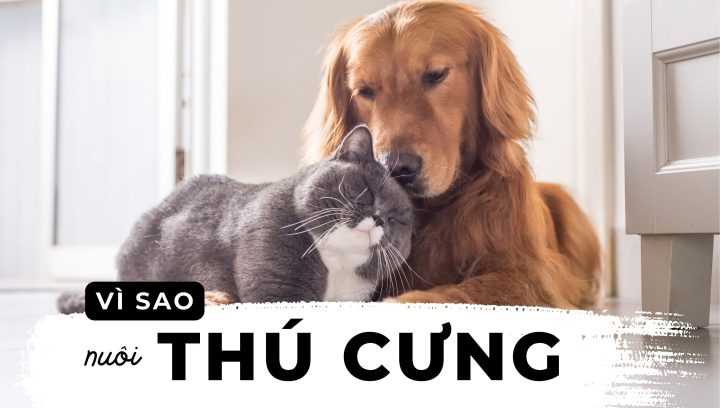 Chó Đẻ Răng Cưa: Đặc Điểm, Chăm Sóc Và Các Giống Chó Phổ Biến Thú cưng và chó đẻ răng cưa: Lợi ích và trách nhiệm