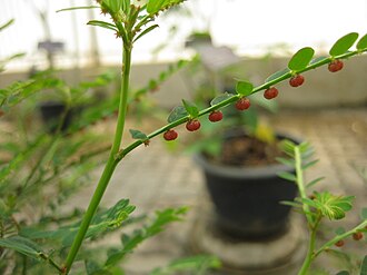 Chó Đẻ Răng Cưa: Đặc Điểm, Chăm Sóc Và Các Giống Chó Phổ Biến Chó đẻ răng cưa trong văn hóa và biểu tượng