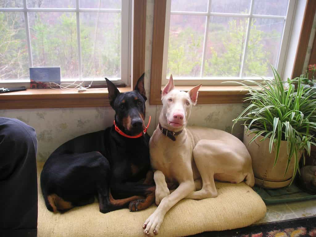 Đặc điểm nổi bật của chó Doberman trắng