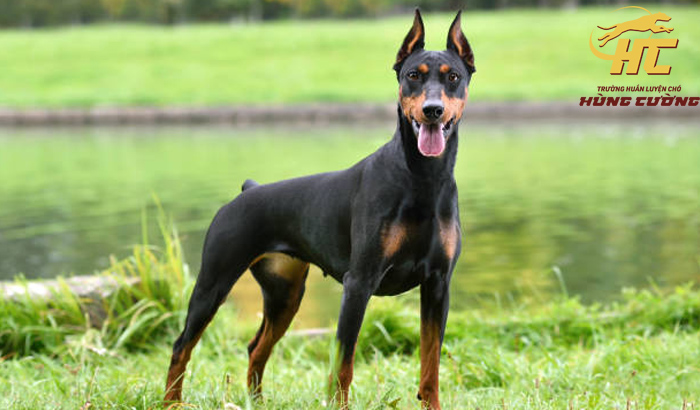 Tính cách và hành vi của chó Doberman trắng