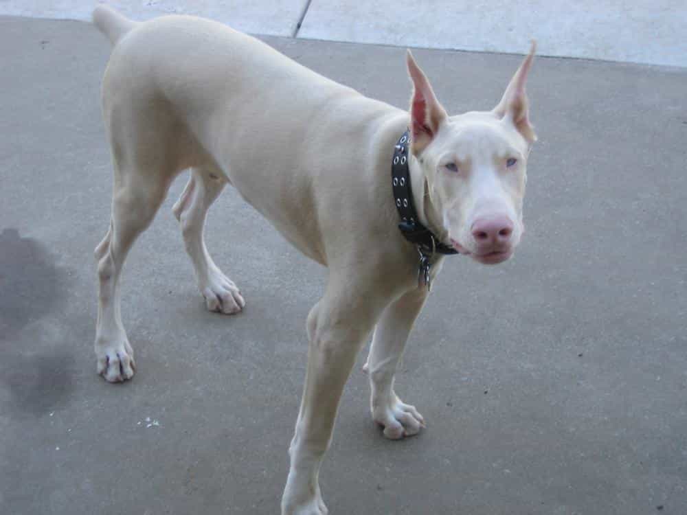 Chăm sóc và nuôi dưỡng chó Doberman trắng