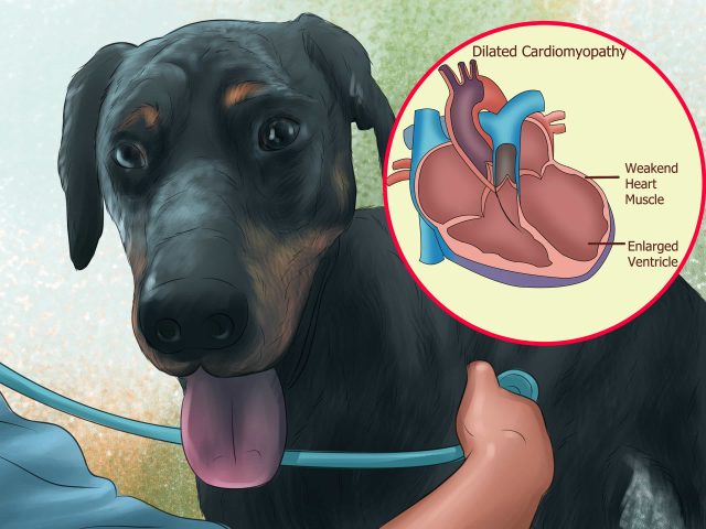 Sức khỏe và các vấn đề thường gặp ở chó Doberman trắng