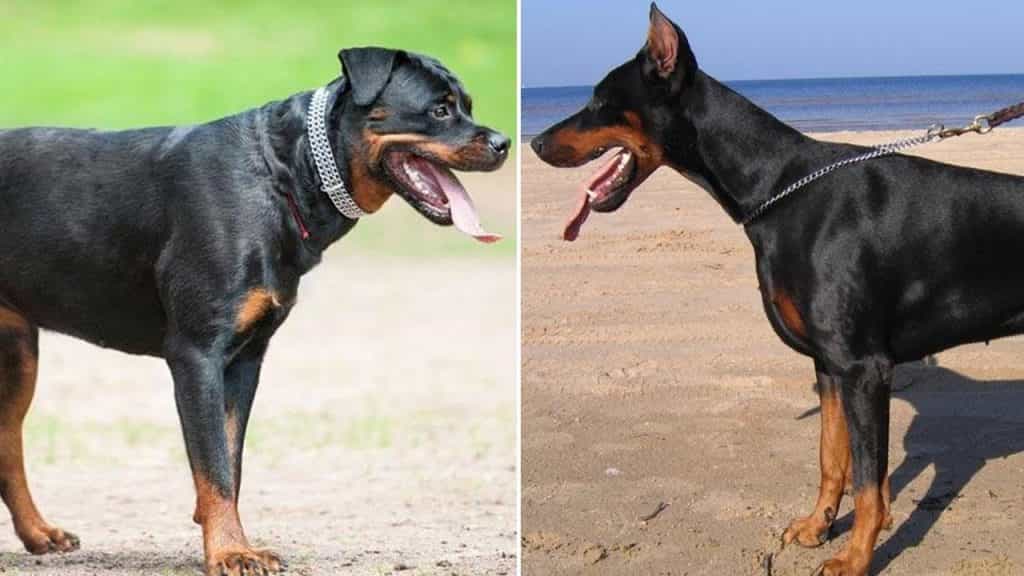 So sánh chó Doberman trắng với các giống chó Doberman khác