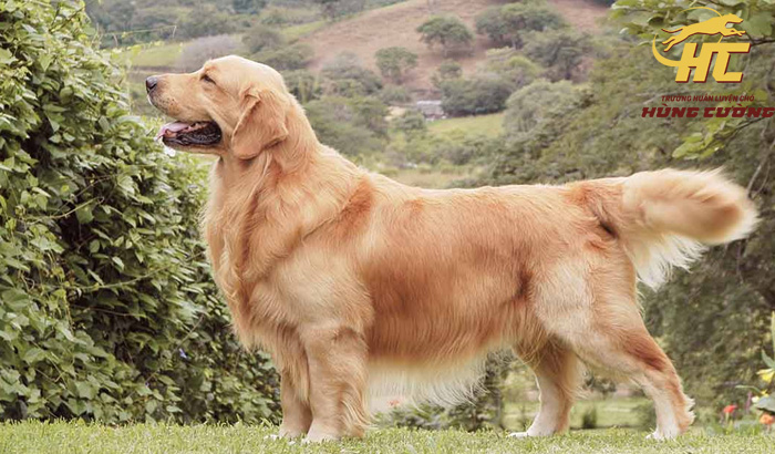Lịch sử và nguồn gốc của chó golden trắng