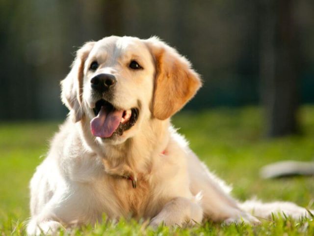Chăm sóc và nuôi dưỡng chó golden trắng
