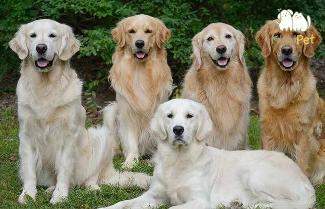 Tại sao nên chọn chó golden trắng làm thú cưng?