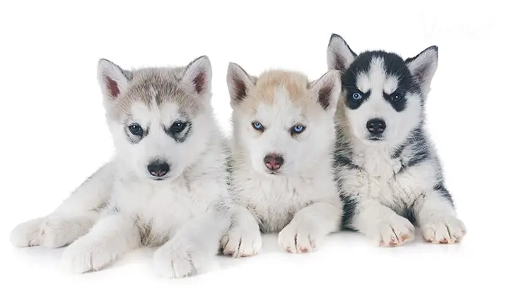 Chó Husky Giá Rẻ Nhất: Cẩm Nang Từ A-Z Cho Chủ Nuôi Thông Thái Chó Husky Giá Rẻ Nhất: Cẩm Nang Từ A-Z Cho Chủ Nuôi Thông Thái