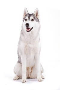 Chó Husky Siberian: Đặc điểm và tính cách