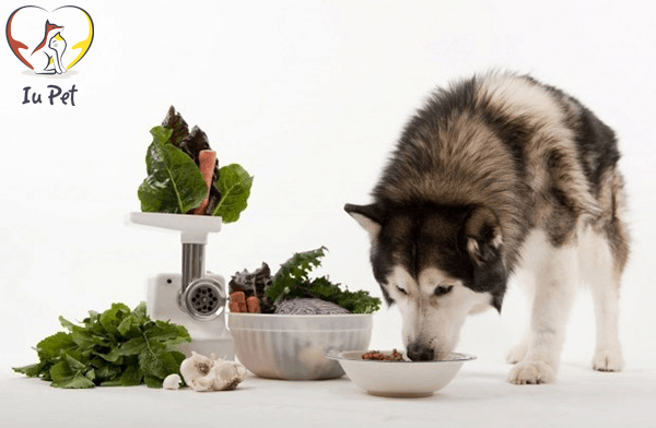 Chế độ dinh dưỡng cho chó Husky Siberian