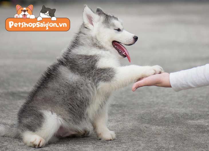 Chó Husky Sibir: Đặc Điểm, Cách Chăm Sóc Và Tính Cách Nổi Bật Của Chúng Chó Husky Sibir: Đặc Điểm, Cách Chăm Sóc Và Tính Cách Nổi Bật Của Chúng