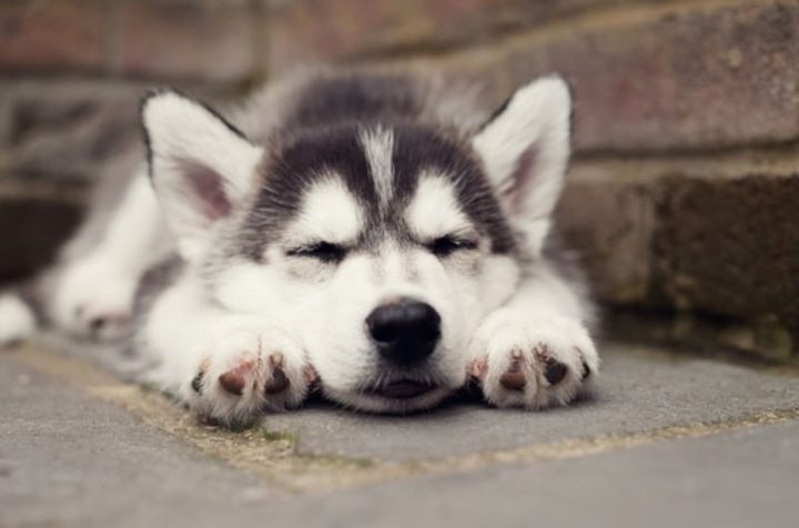 Các vấn đề sức khỏe thường gặp ở chó Husky Siberian