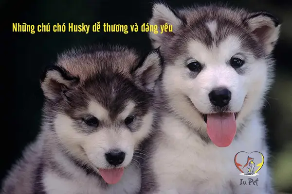 Tuổi Thọ Chó Husky Sibir: Từ Di Truyền Đến Chăm Sóc Toàn Diện Tuổi Thọ Chó Husky Sibir: Từ Di Truyền Đến Chăm Sóc Toàn Diện