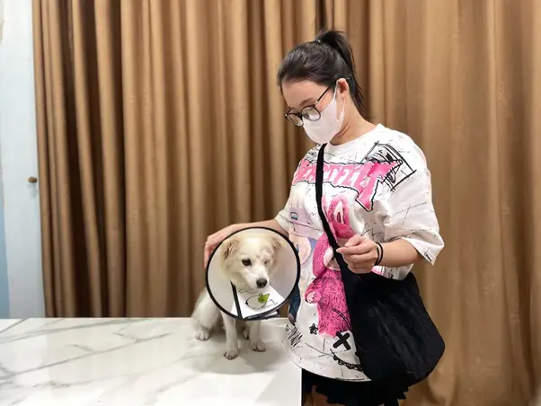 Tuổi Thọ Chó Husky Sibir: Từ Di Truyền Đến Chăm Sóc Toàn Diện chó husky sibir tuổi thọ
