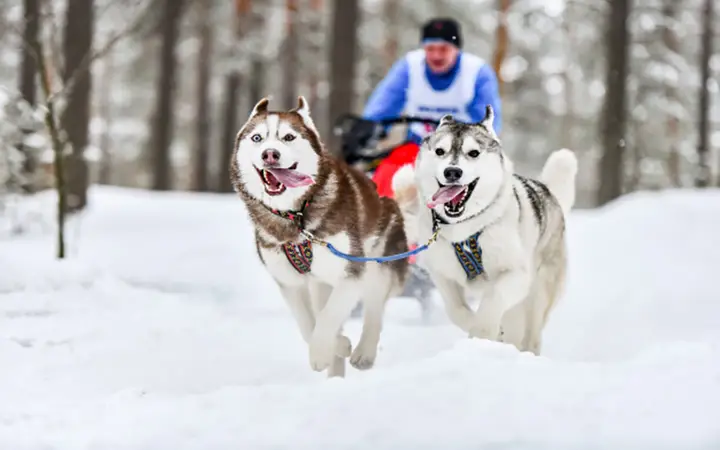 Chó Husky Trưởng Thành Nặng Bao Nhiêu Kg: Hướng Dẫn Toàn Diện Chó Husky Trưởng Thành Nặng Bao Nhiêu Kg: Hướng Dẫn Toàn Diện