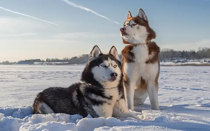 Chó Husky Trưởng Thành Nặng Bao Nhiêu Kg: Hướng Dẫn Toàn Diện chó husky trưởng thành nặng bao nhiêu kg
