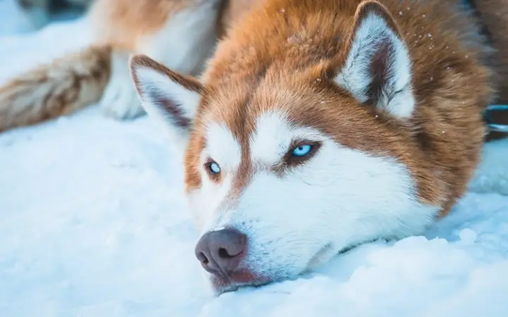 Chó Husky Trưởng Thành Nặng Bao Nhiêu Kg: Hướng Dẫn Toàn Diện chó husky trưởng thành nặng bao nhiêu kg