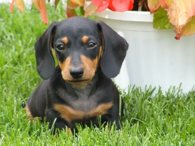 Chó Lạp Xưởng có thông minh không? Giải mã trí tuệ độc đáo của Dachshund chó lạp xưởng có thông minh không