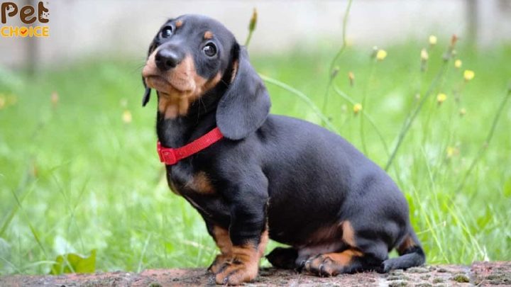 Chó Lạp Xưởng Lai Poodle: Đặc Điểm, Chăm Sóc Và Giá Cả Cho Thú Cưng Yêu Thích Chó lạp xưởng lai Poodle: Đặc điểm và tính cách