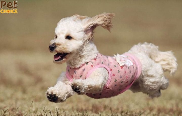 Chó Lạp Xưởng Lai Poodle: Đặc Điểm, Chăm Sóc Và Giá Cả Cho Thú Cưng Yêu Thích Chó Lạp Xưởng Lai Poodle: Đặc Điểm, Chăm Sóc Và Giá Cả Cho Thú Cưng Yêu Thích