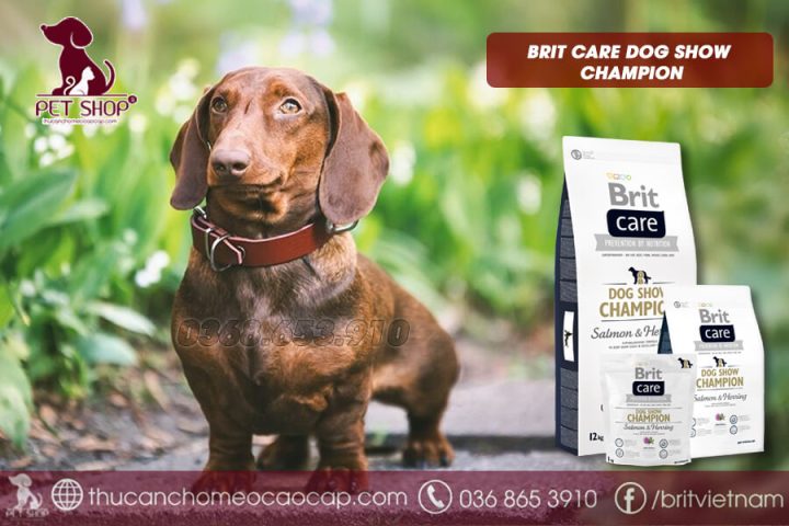 Chó Lạp Xưởng Lai Poodle: Đặc Điểm, Chăm Sóc Và Giá Cả Cho Thú Cưng Yêu Thích Chế độ dinh dưỡng cho chó lạp xưởng lai Poodle