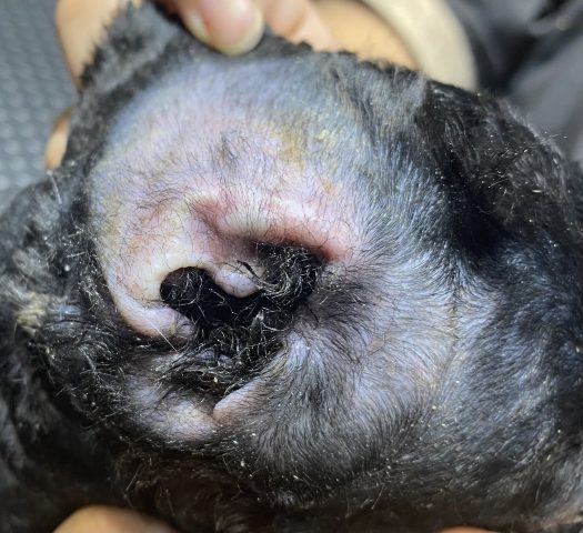 Chó Lạp Xưởng Lai Poodle: Đặc Điểm, Chăm Sóc Và Giá Cả Cho Thú Cưng Yêu Thích Các vấn đề sức khỏe thường gặp ở chó lạp xưởng lai Poodle