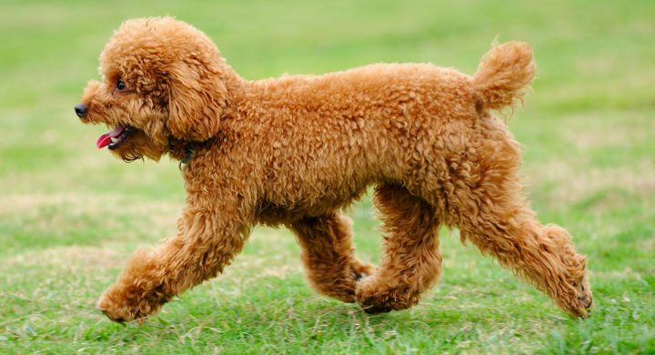 Chó Lông Xoăn Poodle: Hướng Dẫn Chăm Sóc Và Huấn Luyện Hiệu Quả Nhất Đặc điểm nổi bật của chó Poodle