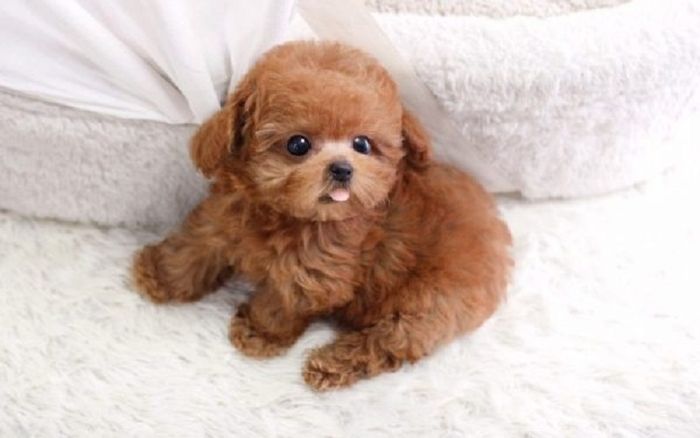 Chó Lông Xoăn Poodle: Hướng Dẫn Chăm Sóc Và Huấn Luyện Hiệu Quả Nhất Lợi ích khi nuôi chó Poodle