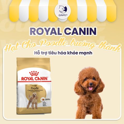 Chó Lông Xoăn Poodle: Hướng Dẫn Chăm Sóc Và Huấn Luyện Hiệu Quả Nhất Thức ăn phù hợp cho chó Poodle