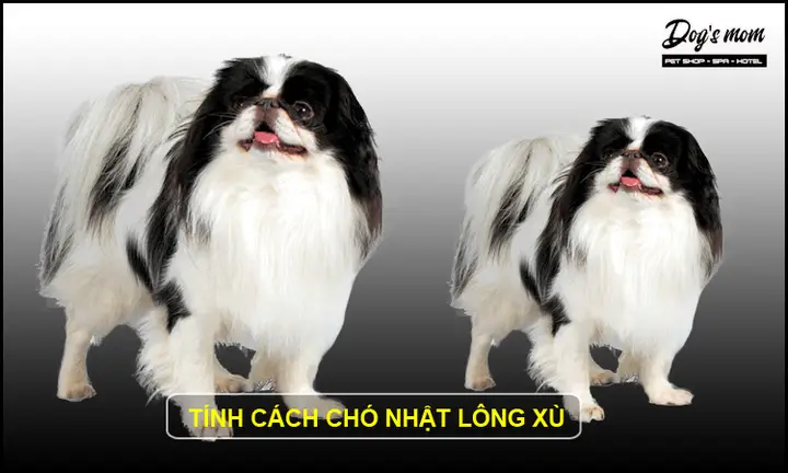 Chó lông xù mini Nhật đáng yêu chó lông xù mini nhật