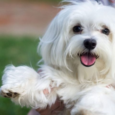 Chó Maltese: Đặc Điểm, Chăm Sóc Và Lợi Ích Khi Nuôi Trong Gia Đình Chó Maltese: Đặc Điểm, Chăm Sóc Và Lợi Ích Khi Nuôi Trong Gia Đình