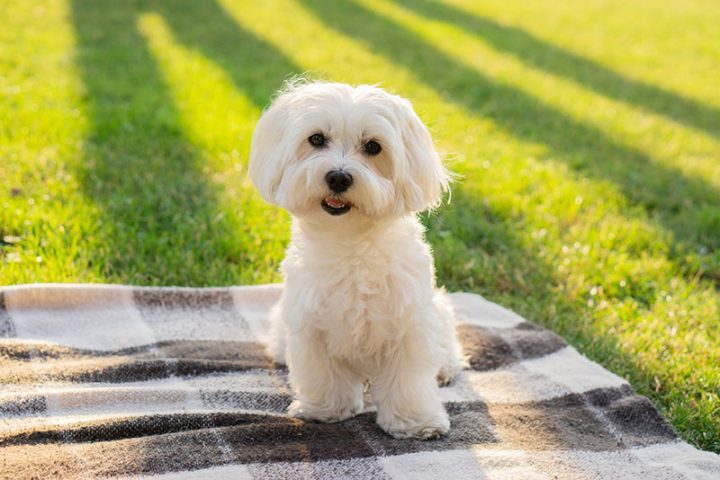 Các vấn đề sức khỏe thường gặp ở chó Maltese