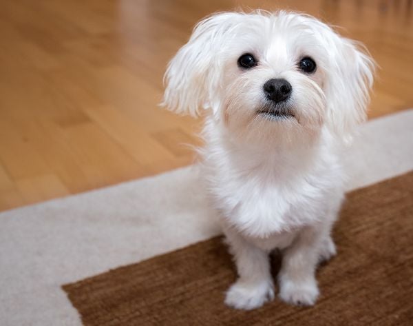 Đặc điểm và tính cách của chó Maltese