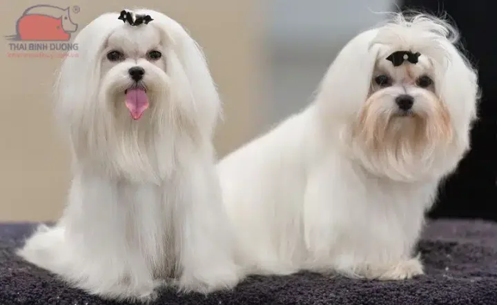 Những điều cần biết khi mua chó Maltese