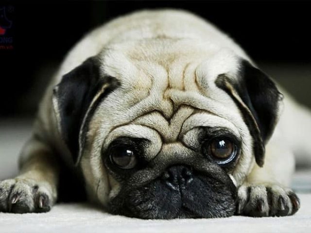 Chó mặt nhăn là gì?
