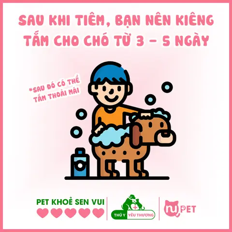 Chó Mới Chích Ngừa Có Tắm Được Không? Hướng Dẫn Chăm Sóc Đúng Cách Toàn Diện chó mới chích ngừa có tắm được không