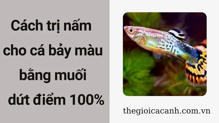 cho muối vào bể cá bảy màu