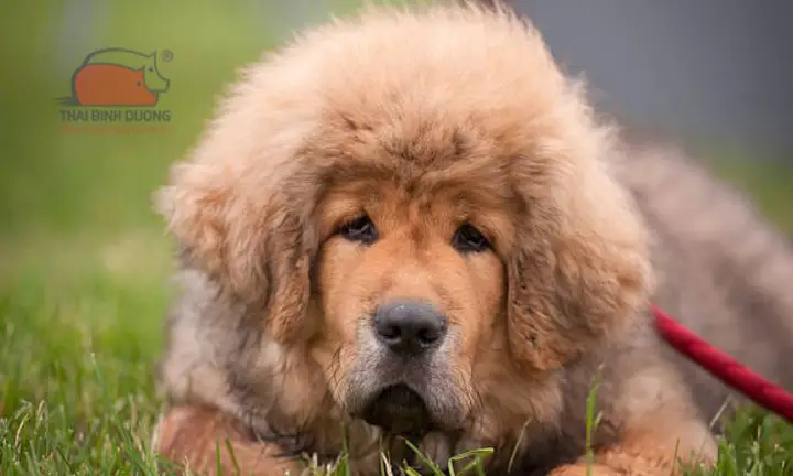 Chó Ngao Tây Tạng hoang dã chó ngao tây tạng hoang dã