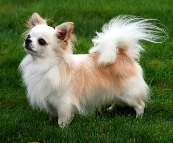 chó nhật lai chihuahua lông dài chó nhật lai chihuahua lông dài