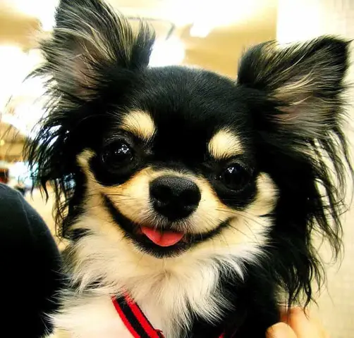 chó nhật lai chihuahua lông dài chó nhật lai chihuahua lông dài