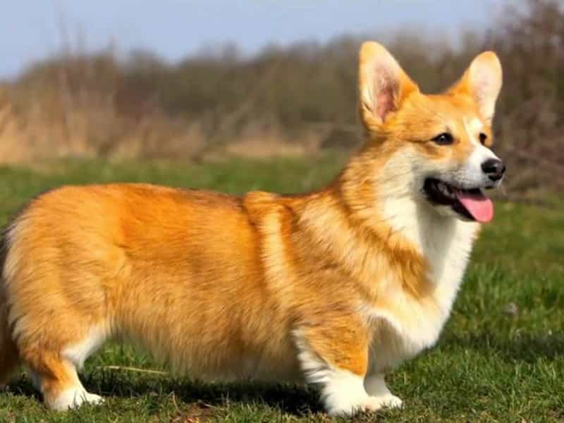 Giới thiệu về chó Pembroke Welsh Corgi